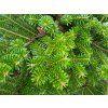 Abies koreana (2)