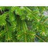 Abies koreana (3)