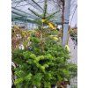 Abies koreana (1)