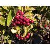 Sorbus Burka (1)