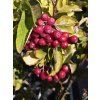 Sorbus Burka (2)