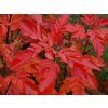 sorbus burka