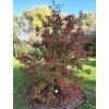 Viburnum bodantnese Dawn