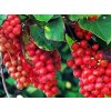 Schizandra čínska  Schisandra chinensis