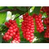 Schizandra čínska  Schisandra chinensis
