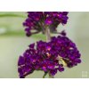 Budleja dávidova 'Black Knight'