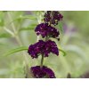 Budleja dávidova 'Black Knight'
