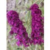 Budleja dávidova 'Harlequin'  Buddleja davidii 'Harlequin'
