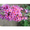 flower2