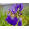 Kosatec sibírsky 'Caesar's Brother' - Iris sibirica 'Caesar's Brother'