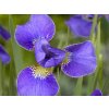 Kosatec sibírsky 'Silver Edge' - Iris sibirica 'Silver Edge'  Iris sibirica 'Silver Edge'