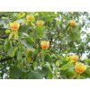 liriodendron tulipifera tulip tree circa 80 100cms 6b8
