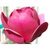 Magnólia 'Black Tulip'
