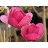 black tulip