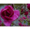 50286 4 black tulip2