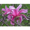 Magnólia 'Leonard Messel'