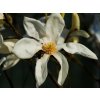 Magnólia 'Leonard Messel'