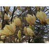 lantern3