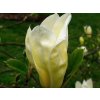 Magnólia 'Yellow Lantern'