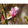 Magnólia hviezdokvetá 'Rubra'