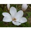 Magnólia 'Merrill'