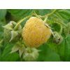 Rubus Golden Bliss3 (1)