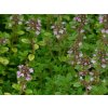Materina dúška hlavatá 'Bertram Anderson' - Thymus comosus 'Bertram Anderson'