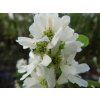 Amelanchier alnifolia Thiessen