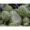 Skalnica pavučinatá 'Claerchen'- Sempervivum arachnoideum 'Claerchen'