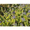 Caryopteris Summer Sorbet (2)