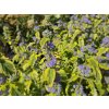 Caryopteris Summer Sorbet (2)