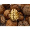 Orech kráľovský 'Apollo'