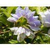 Clematis Skyfall (1)
