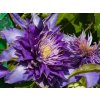 Clematis Multi Blue (2)