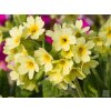 Prvosienka vyššia - Primula elatior