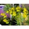 Mliečnik chvojkový- Euphorbia cyparissias