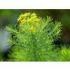 Mliečnik chvojkový- Euphorbia cyparissias