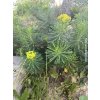 Mliečnik chvojkový- Euphorbia cyparissias