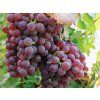 chrupka�