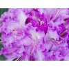 Rododendrón 'Alfred'