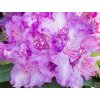 Rododendrón 'Alfred'