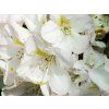 Rhododendron Brigitte (2)