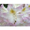 Rhododendron Brigitte (1)