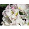 Rhododendron Brigitte (1)