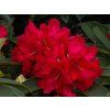 Rhododendron Brisanz (1)
