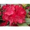 Rododendron 'Busuki' (Balení kontejner C5)