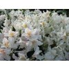Rododendrón 'Cunningham´s White'