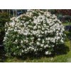 Rododendrón 'Cunningham's White'