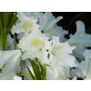 Rododendrón 'Cunningham's White'