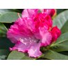 Rododendrón 'Excelsior'